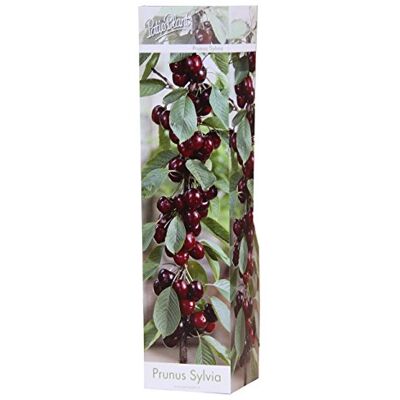 Unbekannt Säulenobst Kirsche ‘Sylvia’ – Prunus avium – kompakte Säulen-Kirsche für kleine Gärten & Balkon – süße Früchte – pflegeleicht – 40–60 cm Gesamthöhe Unbekannt Säulenobst Kirsche ‘Sylvia’ – Prunus avium – kompakte Säulen-Kirsche für kleine Gärten & Balkon – süße Früchte – pflegeleicht – 40–60 cm Gesamthöhe