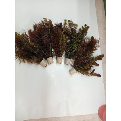 tubis-de aqua 10 Bund Wasserpflanzen Teichpflanzen Ceratophyllum Hornkraut tubis-de aqua 10 Bund Wasserpflanzen Teichpflanzen Ceratophyllum Hornkraut
