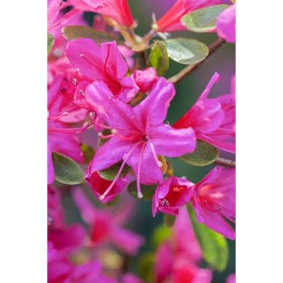 PlantaPro Rhododendron 'Geisha lila' 30-40 cm Topf Rhododendron obtusum winterhart Alpenrose, kompakt buschig, lila Blüte Mai-Juni, halbschattig bis schattig, Hecke, Kübel, Moorbeet, winterhart bis -20 °C PlantaPro Rhododendron 'Geisha lila' 30-40 cm Topf Rhododendron obtusum winterhart Alpenrose, kompakt buschig, lila Blüte Mai-Juni, halbschattig bis schattig, Hecke, Kübel, Moorbeet, winterhart bis -20 °C