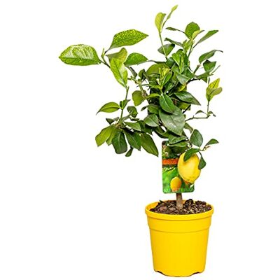 Bloomique Citrus Limon Zitrone Zitronenbaum Zitrusbaum Obstbaum Gartenpflanzen Höhe 50-70 cm Topf 19 cm Bloomique Citrus Limon Zitrone Zitronenbaum Zitrusbaum Obstbaum Gartenpflanzen Höhe 50-70 cm Topf 19 cm