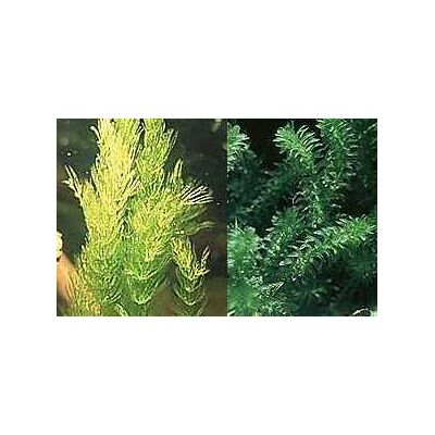 Mühlan Wasserpflanzen mix für den Gartenteich, 4 Sorten Teichpflanzen, Sauerstoffpflanzen 8 Bund/Portionen Mühlan Wasserpflanzen mix für den Gartenteich, 4 Sorten Teichpflanzen, Sauerstoffpflanzen 8 Bund/Portionen