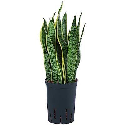 Dehner Bogenhanf in Hydrokultur, gelb-grünes Laub, ca. 40 cm, Ø 15 cm Sansevieria trifasciata var. laurentii, inkl. Wasserstandsanzeiger, sukkulente Zimmerpflanze, für helle Standorte Dehner Bogenhanf in Hydrokultur, gelb-grünes Laub, ca. 40 cm, Ø 15 cm Sansevieria trifasciata var. laurentii, inkl. Wasserstandsanzeiger, sukkulente Zimmerpflanze, für helle Standorte