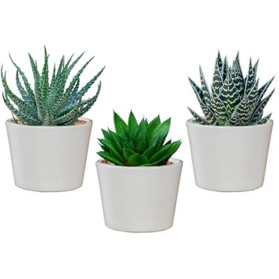 Green Me Up Mini Sukkulenten mit Übertöpfen Babypflanzen Trio Aloe Vera echte Pflegeleichte Zimmerpflanzen 3er Set im 9 cm Topf ideal für Fensterbank und Badezimmer frisch aus der Gärtnerei Green Me Up Mini Sukkulenten mit Übertöpfen Babypflanzen Trio Aloe Vera echte Pflegeleichte Zimmerpflanzen 3er Set im 9 cm Topf ideal für Fensterbank und Badezimmer frisch aus der Gärtnerei