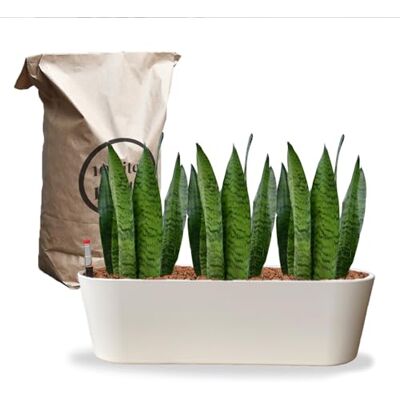 Green Me Up Sansevieria Bogenhanf pflegeleichte Zimmerpflanzen Sukkulenten frisch aus der Gärtnerei Hydrokultur Set Sideboard Weiß Höhe 25-30 cm inkl. Gefäß, Blähton & Dünger Green Me Up Sansevieria Bogenhanf pflegeleichte Zimmerpflanzen Sukkulenten frisch aus der Gärtnerei Hydrokultur Set Sideboard Weiß Höhe 25-30 cm inkl. Gefäß, Blähton & Dünger