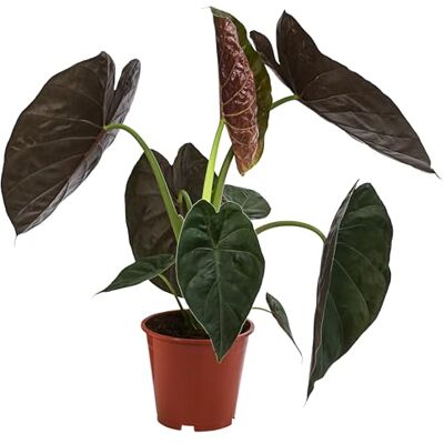 Dehner Pfeilblatt Wentii, großes Blattwerk, ca. 45 cm, Ø Topf 19 cm Alocasia, exotische Zimmerpflanze, für helle luftfeuchte Standorte ohne direkte Sonne Dehner Pfeilblatt Wentii, großes Blattwerk, ca. 45 cm, Ø Topf 19 cm Alocasia, exotische Zimmerpflanze, für helle luftfeuchte Standorte ohne direkte Sonne