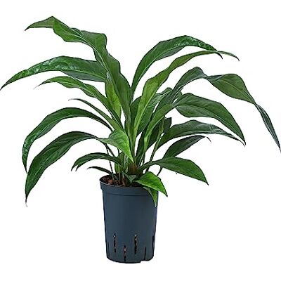 Dehner Blattanthurie Jungle King, in Hydrokultur, ca. 45 cm, Ø Topf 15 cm Anthurium ellipticum, inkl. Wasserstandsanzeiger, tropische Zimmerpflanze, für halbschattige und luftfeuchte Standorte Dehner Blattanthurie Jungle King, in Hydrokultur, ca. 45 cm, Ø Topf 15 cm Anthurium ellipticum, inkl. Wasserstandsanzeiger, tropische Zimmerpflanze, für halbschattige und luftfeuchte Standorte