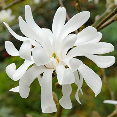 GardenersDream Magnolia Royal Star Pflanze im Topf – Fesselnde Winterharte Blühstrauch– Ornamentale Gartenpflanze für Draußen – Schöner Laubabwerfender Strauch für Beete & Kübel (inkl. 9cm Topf) GardenersDream Magnolia Royal Star Pflanze im Topf – Fesselnde Winterharte Blühstrauch– Ornamentale Gartenpflanze für Draußen – Schöner Laubabwerfender Strauch für Beete & Kübel (inkl. 9cm Topf)