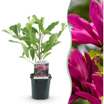 Green boutiQ GreenboutiQ Sträucher Magnolia Susan Blumen Dunkelrosa 1 Pflanze laubabwerfend wenig Pflege Topf 17cm Höhe 45cm Green boutiQ GreenboutiQ Sträucher Magnolia Susan Blumen Dunkelrosa 1 Pflanze laubabwerfend wenig Pflege Topf 17cm Höhe 45cm