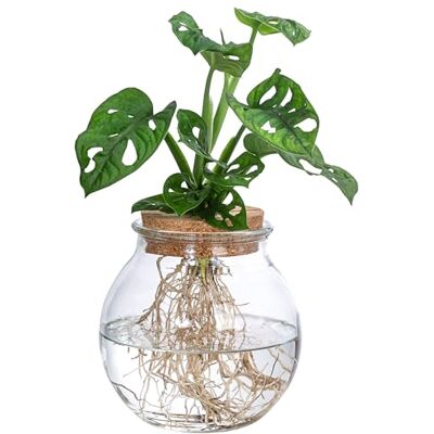 Dehner Waterplant Fensterblatt, Monstera adansonii, Wasserpflanze im Kugelglas, Ø 12 cm, Höhe 25 cm, Zimmerpflanze Dehner Waterplant Fensterblatt, Monstera adansonii, Wasserpflanze im Kugelglas, Ø 12 cm, Höhe 25 cm, Zimmerpflanze