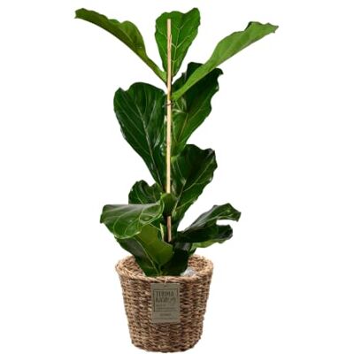 Green Me Up Geigenfeige Ficus lyrata große Zimmerpflanze 100-110 cm Topf Ø19-21 cm inkl. modernem Übertopf 25 cm pflegeleicht heller Standort 1x pro Woche gießen Raumdekoration Green Me Up Geigenfeige Ficus lyrata große Zimmerpflanze 100-110 cm Topf Ø19-21 cm inkl. modernem Übertopf 25 cm pflegeleicht heller Standort 1x pro Woche gießen Raumdekoration