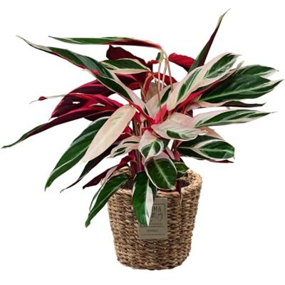 Green Me Up Set Calathea Triostar No. 19 im 19 cm Topf, farbenfrohe Zimmerpflanze 60 bis 70 cm, rosa weiß grüner Blattfärbung, Dekoset im geflochtenen Seegraskorb 25 cm für Wohnräume, Tierfreundlich Green Me Up Set Calathea Triostar No. 19 im 19 cm Topf, farbenfrohe Zimmerpflanze 60 bis 70 cm, rosa weiß grüner Blattfärbung, Dekoset im geflochtenen Seegraskorb 25 cm für Wohnräume, Tierfreundlich