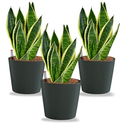 Green Me Up Sansevieria Bogenhanf pflegeleichte Zimmerpflanzen Sukkulenten frisch aus der Gärtnerei Hydrokultur Set Büro Höhe ca. 30 cm in Töpfen Anthrazit Ø 16 cm inkl. Blähton & Dünger Green Me Up Sansevieria Bogenhanf pflegeleichte Zimmerpflanzen Sukkulenten frisch aus der Gärtnerei Hydrokultur Set Büro Höhe ca. 30 cm in Töpfen Anthrazit Ø 16 cm inkl. Blähton & Dünger