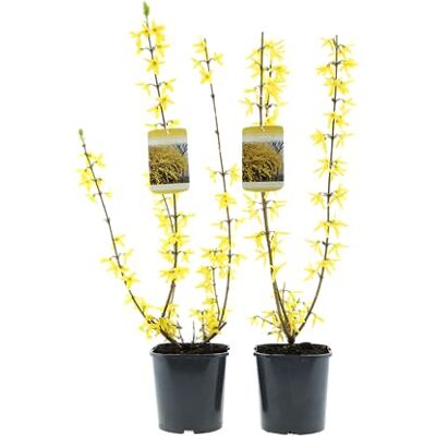 GARDENZO Ziersträucher winterhart Blütenstrauch Mischung 50–70 cm im 17 cm Topf für farbenreiche Blüte im Frühjahr und Sommer (2, 2 Pflanzen Forsythia ‘Spectabilis’ (Forsythie)) GARDENZO Ziersträucher winterhart Blütenstrauch Mischung 50–70 cm im 17 cm Topf für farbenreiche Blüte im Frühjahr und Sommer (2, 2 Pflanzen Forsythia ‘Spectabilis’ (Forsythie))