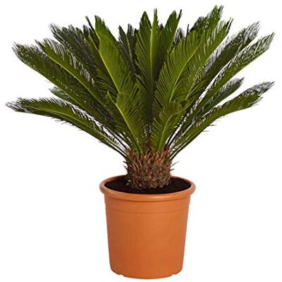 Dehner Sagopalmfarn, baumförmige Urpflanze, ca. 35-40 cm, Ø Topf 12 cm Cycas revoluta, palmenartige Zimmerpflanze, für sonnige bis halbschattige Standorte, keine direkte Sonne Dehner Sagopalmfarn, baumförmige Urpflanze, ca. 35-40 cm, Ø Topf 12 cm Cycas revoluta, palmenartige Zimmerpflanze, für sonnige bis halbschattige Standorte, keine direkte Sonne