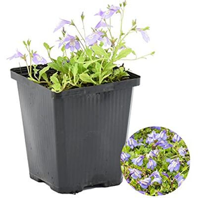 Bloomique Mazus Reptans Lippenmäulchen Teichpflanzen Winterhart Wasserpflanzen Zone 2 Höhe 10-20 cm Topf 9 cm Bloomique Mazus Reptans Lippenmäulchen Teichpflanzen Winterhart Wasserpflanzen Zone 2 Höhe 10-20 cm Topf 9 cm