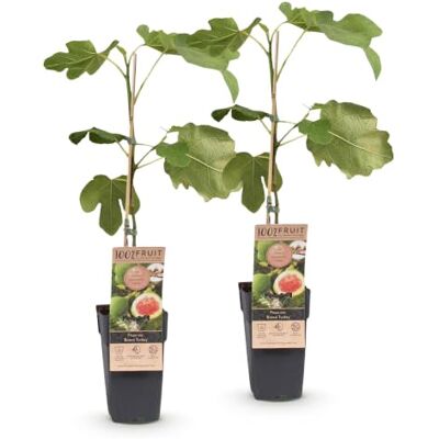 Green boutiQ Obstbaum Ficus carica Brown Turkey Feigenbaum Winterhart Grün Violette Frucht 2 Pflanzen Topf 15cm Höhe 50cm Green boutiQ Obstbaum Ficus carica Brown Turkey Feigenbaum Winterhart Grün Violette Frucht 2 Pflanzen Topf 15cm Höhe 50cm