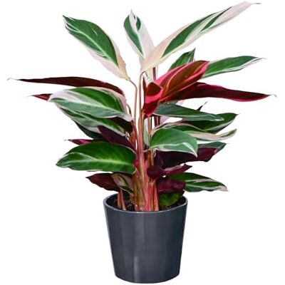 Green Me Up Calathea Triostar, Zimmerpflanze, tierfreundlich, ungiftig für Katzen, Keramiktopf anthrazit 16 cm, Höhe 25-35 cm, schmal wachsend, hell bis wenig Licht Green Me Up Calathea Triostar, Zimmerpflanze, tierfreundlich, ungiftig für Katzen, Keramiktopf anthrazit 16 cm, Höhe 25-35 cm, schmal wachsend, hell bis wenig Licht