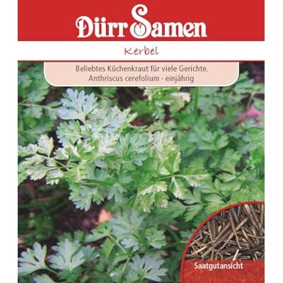 Dürr-Samen Kerbel Samen Kerbelsamen ca 600 Korn Küchenkräuter Kräutersamen Saatgut Balkon Garten Hochbeet Kübel Dürr Samen Dürr-Samen Kerbel Samen Kerbelsamen ca 600 Korn Küchenkräuter Kräutersamen Saatgut Balkon Garten Hochbeet Kübel Dürr Samen