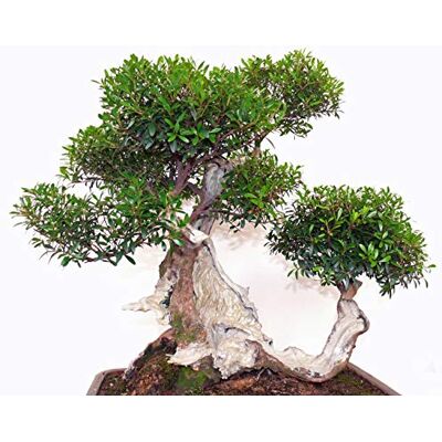 Seedeo Bonsai Anzuchtset Echte Myrte (Myrtus communis) Seedeo Bonsai Anzuchtset Echte Myrte (Myrtus communis)
