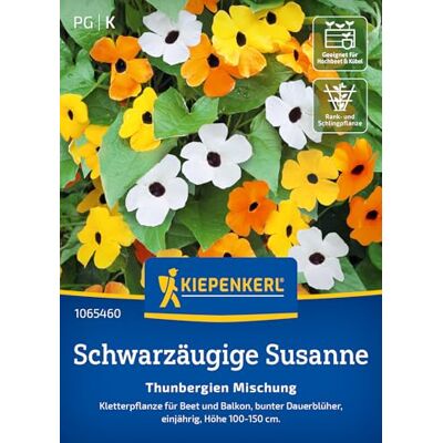 Kiepenkerl Schwarzäugige Susanne-Samen "Thunbergien Mischung" 1065460 Kletterpflanze, Dauerblüher, bunte Blüten, für Beet & Kübel Kiepenkerl Schwarzäugige Susanne-Samen "Thunbergien Mischung" 1065460 Kletterpflanze, Dauerblüher, bunte Blüten, für Beet & Kübel
