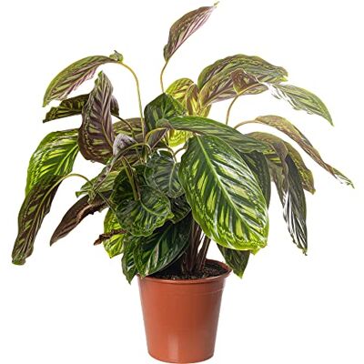 GardenersDream Calathea Flamestar Große Zimmerpflanze Echter Immergrüner Hoher Exotischer Pflanzen GardenersDream Calathea Flamestar Große Zimmerpflanze Echter Immergrüner Hoher Exotischer Pflanzen