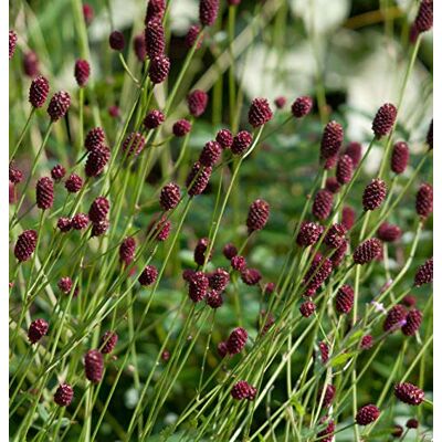 Baumschule Großer Wiesenknopf Sanguisorba officinalis lebende Gartenpflanze aus den n Baumschule Großer Wiesenknopf Sanguisorba officinalis lebende Gartenpflanze aus den n