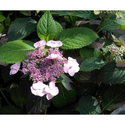 Baumschule Pflanzenvielfalt Tellerhortensie Blue Billow Schirmhortensie Hydrangea serrata Blue Billow Baumschule Pflanzenvielfalt Tellerhortensie Blue Billow Schirmhortensie Hydrangea serrata Blue Billow