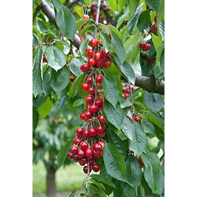 pille baumschulen Terrassenobst Kirsche Kleinobst Balkon Terrasse Kirschbaum Obstbaum Büttners 80-120 cm Befruchter Große Schwarze Knorpelkirsche, Hedelfinger oder Schneiders pille baumschulen Terrassenobst Kirsche Kleinobst Balkon Terrasse Kirschbaum Obstbaum Büttners 80-120 cm Befruchter Große Schwarze Knorpelkirsche, Hedelfinger oder Schneiders