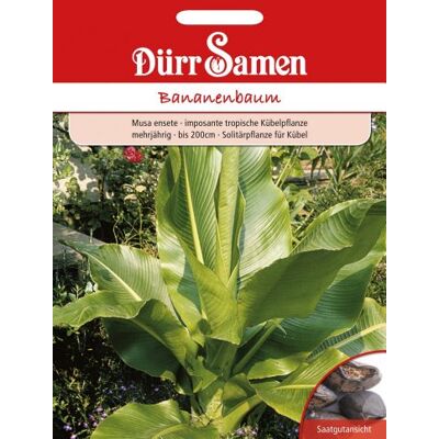 Dürr-Samen Bananenbaum mehrjährig bis 200 cm Saatgut Dürr-Samen Bananenbaum mehrjährig bis 200 cm Saatgut
