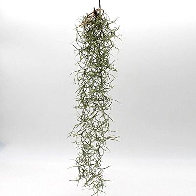 Unbekannt Tillandsia usneoides Luftpflanze Zimmerpflanze Zimmerpflanzen indoor Tillandsien Pflanzen echt Louisiana-Moos Feenhaar,Tillandsia usneoides hängende Tillandsie Länge 40-50 cm Unbekannt Tillandsia usneoides Luftpflanze Zimmerpflanze Zimmerpflanzen indoor Tillandsien Pflanzen echt Louisiana-Moos Feenhaar,Tillandsia usneoides hängende Tillandsie Länge 40-50 cm