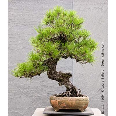 Seedeo Bonsai Anzuchtset Japanische (Schwarzkiefer Pinus thunbergii) Seedeo Bonsai Anzuchtset Japanische (Schwarzkiefer Pinus thunbergii)