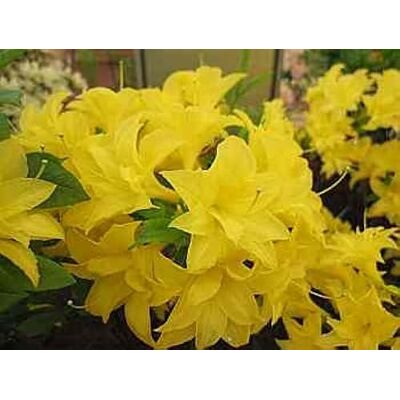 Baumschule Pflanzenvielfalt Rhododendron mixtum Sonnenköpfchen sommergrüne Azalee 25-30 Baumschule Pflanzenvielfalt Rhododendron mixtum Sonnenköpfchen sommergrüne Azalee 25-30