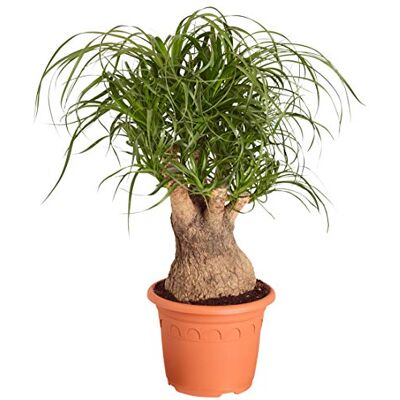 Dehner Elefantenfuß, verzweigter Stamm, ca. 50-60 cm, Ø Topf 19 cm Beaucarnea recurvata, baumförmige Zimmerpflanze, pflegeleicht, für sonnige bis halbschattige Standorte Dehner Elefantenfuß, verzweigter Stamm, ca. 50-60 cm, Ø Topf 19 cm Beaucarnea recurvata, baumförmige Zimmerpflanze, pflegeleicht, für sonnige bis halbschattige Standorte