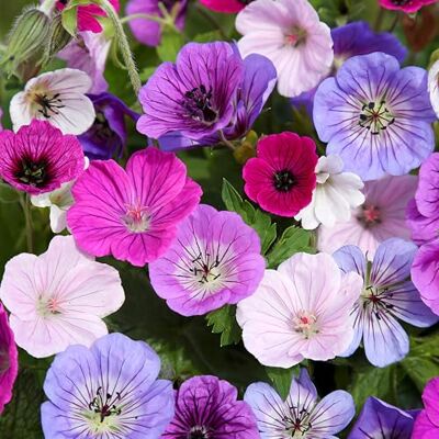 GardenersDream 3x Geranien in Töpfen – Blaue, Rosa, Lila, Rote und Weiße Bunte Gartenpflanzen – Robuste Storchschnabel-Pflanzen für den Außenbereich (inkl. 11 cm Topf) GardenersDream 3x Geranien in Töpfen – Blaue, Rosa, Lila, Rote und Weiße Bunte Gartenpflanzen – Robuste Storchschnabel-Pflanzen für den Außenbereich (inkl. 11 cm Topf)