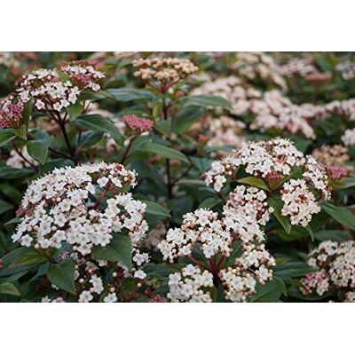 Artländer Pflanzenhof Viburnum tinus `Eve Price´, Lorbeerschneeball, immergrün, Dauerblüher, 30-40cm im 2L Topf Artländer Pflanzenhof Viburnum tinus `Eve Price´, Lorbeerschneeball, immergrün, Dauerblüher, 30-40cm im 2L Topf