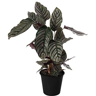 GardenersDream Calathea Ornata Große Zimmerpflanze Echter Immergrün Groß Selten GardenersDream Calathea Ornata Große Zimmerpflanze Echter Immergrün Groß Selten