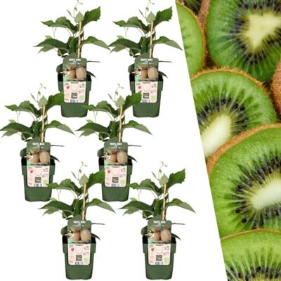 Plants by Frank Actinidia Deliciosa, 6x BIO-Kiwi Pflanzen, Ø 13 cm Kiwipflanzen, 100% Biologisch, Kletterpflanze, Obstgarten, Obstbäume, Gemüsegarten, Gartenpflanzen, Topf 13 cm, Höhe: 20 cm Plants by Frank Actinidia Deliciosa, 6x BIO-Kiwi Pflanzen, Ø 13 cm Kiwipflanzen, 100% Biologisch, Kletterpflanze, Obstgarten, Obstbäume, Gemüsegarten, Gartenpflanzen, Topf 13 cm, Höhe: 20 cm