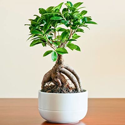 GardenersDream Ideale Geschenkepflanze für Zuhause oder das Büro Ficus Ginseng dekorativer innen Bonsai GardenersDream Ideale Geschenkepflanze für Zuhause oder das Büro Ficus Ginseng dekorativer innen Bonsai