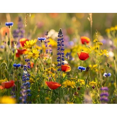 LaCaTho Veitshöchheimer Bienenweide Mischung 65 Sorten Wildkräuter Wildflower Mehrjährige Saat – Blühmischung für Blumenwiese – Insektenfreundliche Blumensamen Bienen deutsche Samen Pflanzen (80 m²) LaCaTho Veitshöchheimer Bienenweide Mischung 65 Sorten Wildkräuter Wildflower Mehrjährige Saat – Blühmischung für Blumenwiese – Insektenfreundliche Blumensamen Bienen deutsche Samen Pflanzen (80 m²)