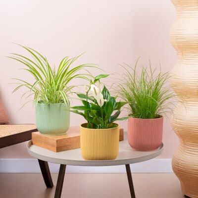 GardenersDream 3 x Pflegeleichte Zimmerpflanzen-Bundle Katzengras, Einblatt und Spinnenpflanze Innenpflanzen-Mix mit Chlorophytum Variegatum, Cyperus Zumula und Spathiphyllum echte Zimmerpflanzen. GardenersDream 3 x Pflegeleichte Zimmerpflanzen-Bundle Katzengras, Einblatt und Spinnenpflanze Innenpflanzen-Mix mit Chlorophytum Variegatum, Cyperus Zumula und Spathiphyllum echte Zimmerpflanzen.