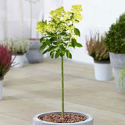 GardenersDream Gardener's Dream Hydrangea Magische Kerzen-Patio Baum Immergrüne Zierbäume für Garten, Balkon oder als Terrassen Pflanzen, Winterhart, 70-80 cm (Inkl. Topf) GardenersDream Gardener's Dream Hydrangea Magische Kerzen-Patio Baum Immergrüne Zierbäume für Garten, Balkon oder als Terrassen Pflanzen, Winterhart, 70-80 cm (Inkl. Topf)