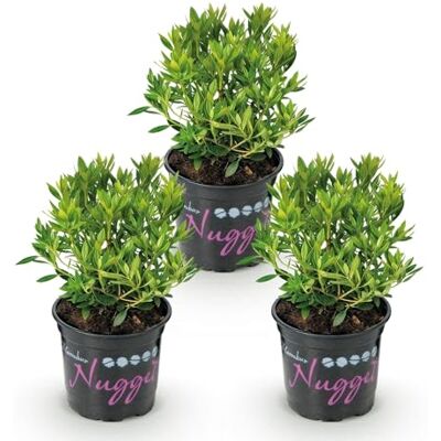 Green boutiQ Zwerg-Rhododendron Rhododendron Bloombux Light Pink Blühende Buxus Wenig Pflege Hellrosa Blüte 3 Pflanzen Topf 10,5cm Höhe 20-25cm Green boutiQ Zwerg-Rhododendron Rhododendron Bloombux Light Pink Blühende Buxus Wenig Pflege Hellrosa Blüte 3 Pflanzen Topf 10,5cm Höhe 20-25cm