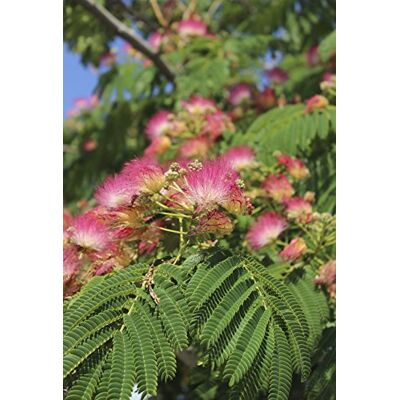 Seedeo Anzuchtset Schlafbaum (Albizzia julibrissin) 50 Samen Seedeo Anzuchtset Schlafbaum (Albizzia julibrissin) 50 Samen