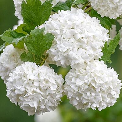 GardenersDream Viburnum Opulus 'Roseum' Schneeball Pflanze Sträucher Winterhart Blühend Gartenpflanzen Mehrjährig Robuster Zierstrauch für Garten GardenersDream Viburnum Opulus 'Roseum' Schneeball Pflanze Sträucher Winterhart Blühend Gartenpflanzen Mehrjährig Robuster Zierstrauch für Garten