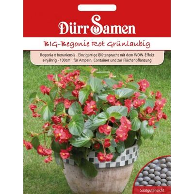 Dürr-Samen Dürr Samen 1094 Big-Begonie rot grünlaubig (Begoniensamen) Dürr-Samen Dürr Samen 1094 Big-Begonie rot grünlaubig (Begoniensamen)