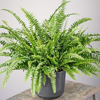 GardenersDream Schwertfarn Zimmerpflanze Premium Immergrüne Zimmerpflanze 25-35 cm (Inkl. Topf) GardenersDream Schwertfarn Zimmerpflanze Premium Immergrüne Zimmerpflanze 25-35 cm (Inkl. Topf)