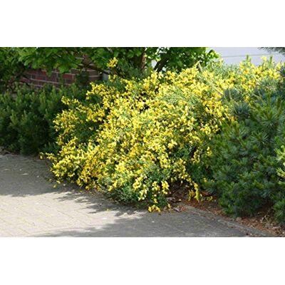 Baumschule Pflanzenvielfalt Cytisus scoparius Golden Sunlight Gelber Ginster 40-60 Baumschule Pflanzenvielfalt Cytisus scoparius Golden Sunlight Gelber Ginster 40-60