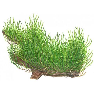 TROPICA 1-2-GROW! Flammenmoos/Taxiphyllum spec. Flame TROPICA 1-2-GROW! Flammenmoos/Taxiphyllum spec. Flame