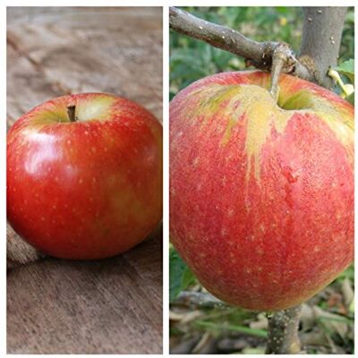 Müllers Grüner Garten Shop Familienbaum Duo Apfel Halbstamm Elstar Jonagold Müllers Grüner Garten Shop Familienbaum Duo Apfel Halbstamm Elstar Jonagold