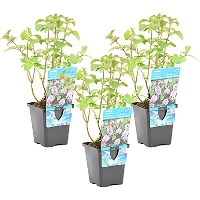 Bloomique 3er-Set Mentha Aquatica Wasserminze Teichpflanzen Winterhart Wasserpflanzen Zone 1-2-3-4-5 Höhe 10-20 cm Topf 9 cm Bloomique 3er-Set Mentha Aquatica Wasserminze Teichpflanzen Winterhart Wasserpflanzen Zone 1-2-3-4-5 Höhe 10-20 cm Topf 9 cm